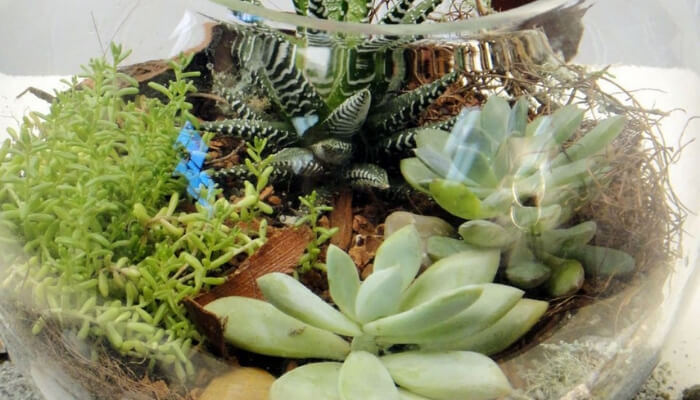 terrário