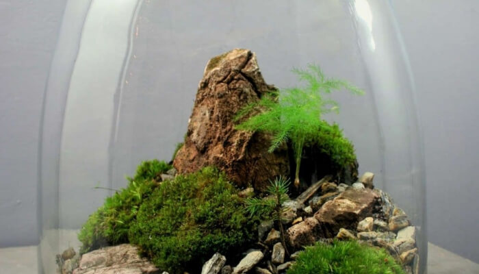 terrário
