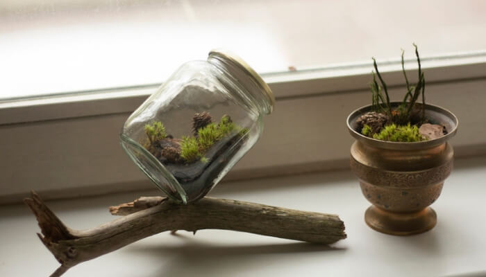 terrário